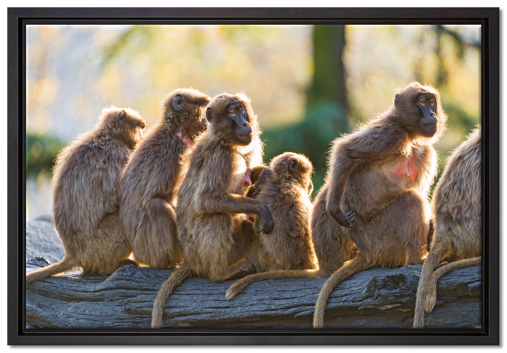liebevolle Affenfamilie auf Leinwandbild gerahmt Größe 60x40