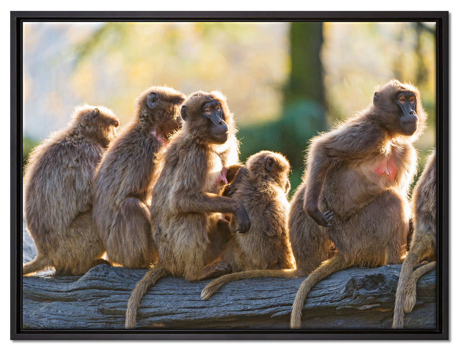liebevolle Affenfamilie auf Leinwandbild gerahmt Größe 80x60