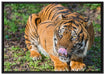 großer Tiger auf Leinwandbild gerahmt Größe 100x70