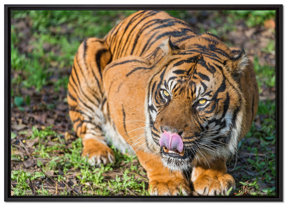 großer Tiger auf Leinwandbild gerahmt Größe 100x70