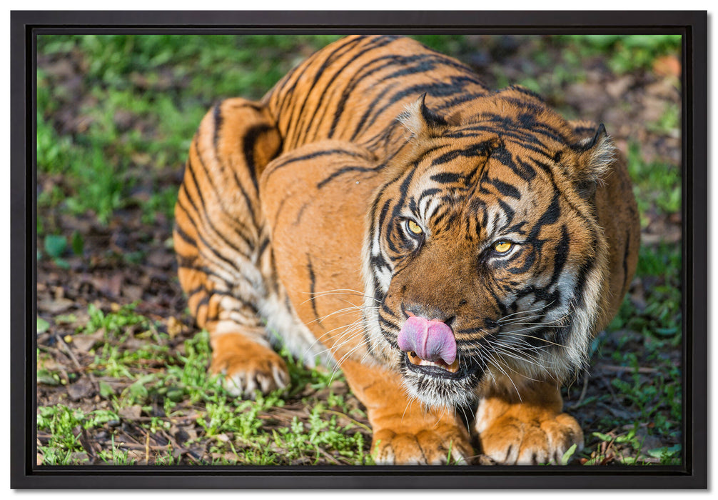 großer Tiger auf Leinwandbild gerahmt Größe 60x40