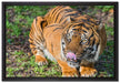 großer Tiger auf Leinwandbild gerahmt Größe 60x40