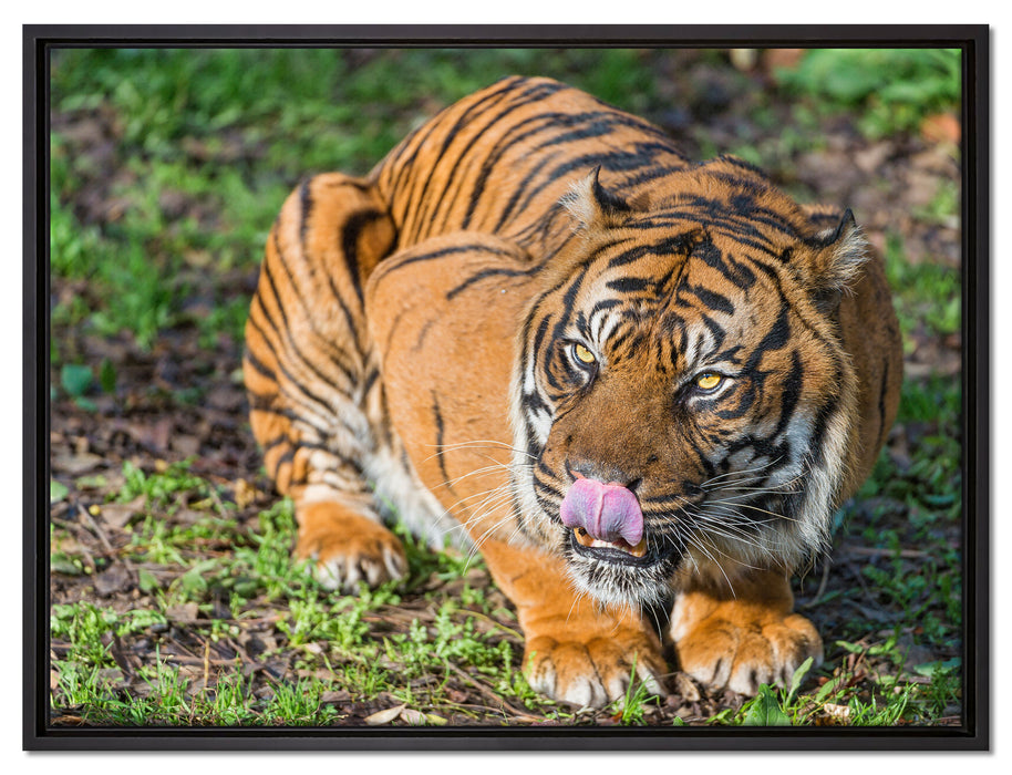 großer Tiger auf Leinwandbild gerahmt Größe 80x60