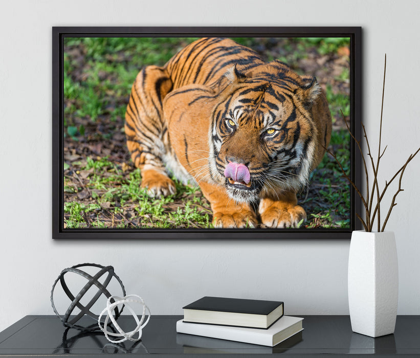 großer Tiger auf Leinwandbild gerahmt mit Kirschblüten