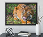 großer Tiger auf Leinwandbild gerahmt mit Kirschblüten