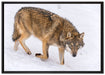 seltener Wolf im Schnee auf Leinwandbild gerahmt Größe 100x70