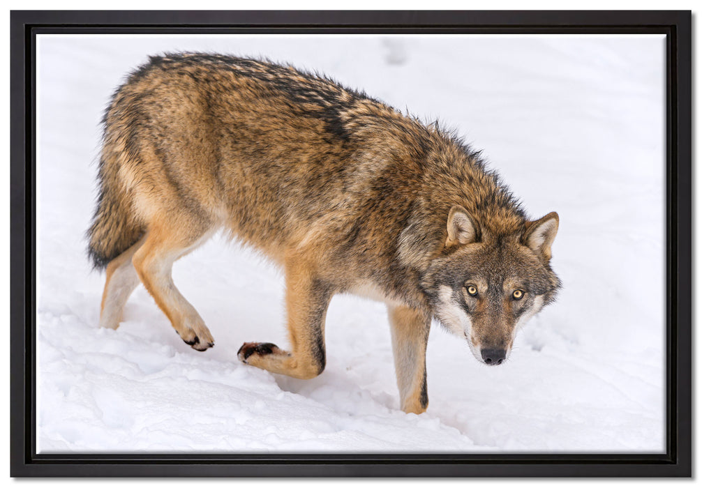 seltener Wolf im Schnee auf Leinwandbild gerahmt Größe 60x40
