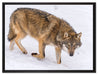 seltener Wolf im Schnee auf Leinwandbild gerahmt Größe 80x60