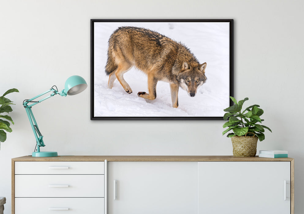 seltener Wolf im Schnee auf Leinwandbild gerahmt verschiedene Größen im Wohnzimmer