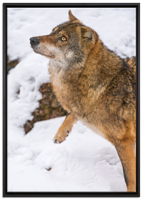 schöner Wolf im Schnee auf Leinwandbild gerahmt Größe 100x70