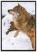 schöner Wolf im Schnee auf Leinwandbild gerahmt Größe 100x70