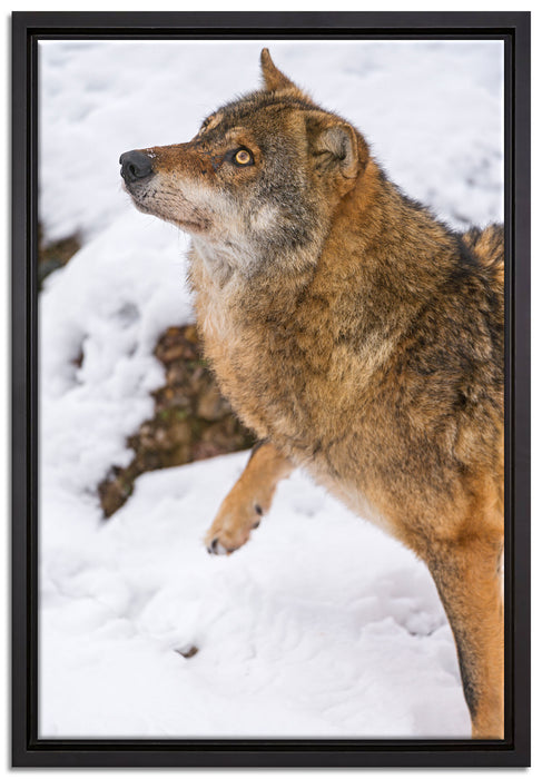 schöner Wolf im Schnee auf Leinwandbild gerahmt Größe 60x40