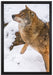 schöner Wolf im Schnee auf Leinwandbild gerahmt Größe 60x40