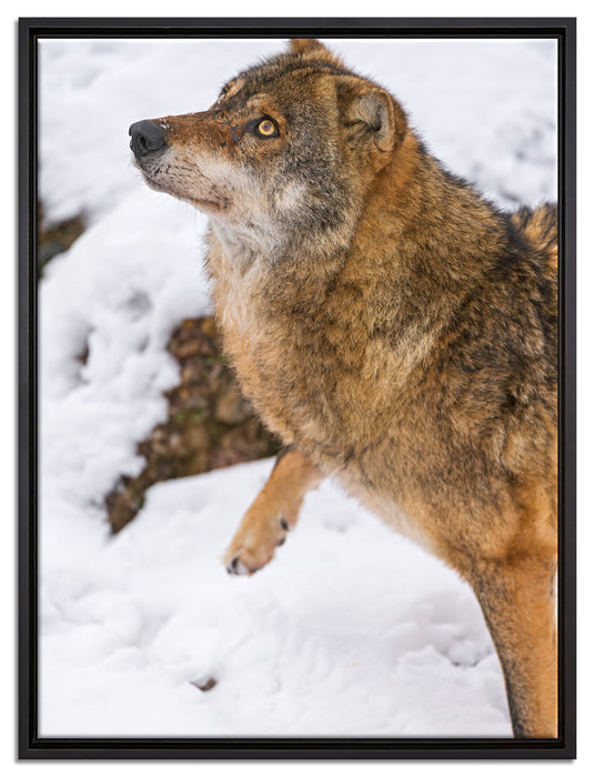 schöner Wolf im Schnee auf Leinwandbild gerahmt Größe 80x60