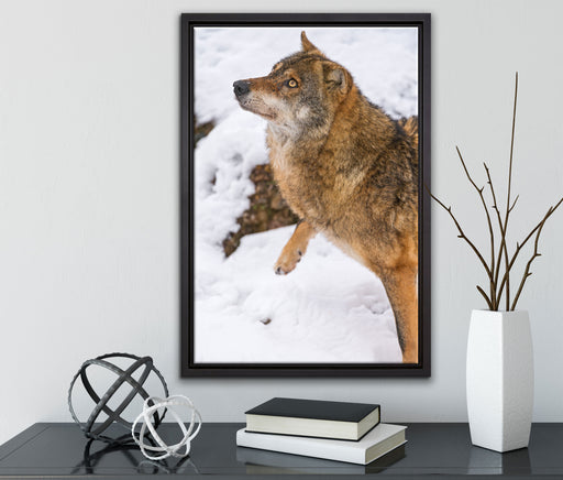 schöner Wolf im Schnee auf Leinwandbild gerahmt mit Kirschblüten