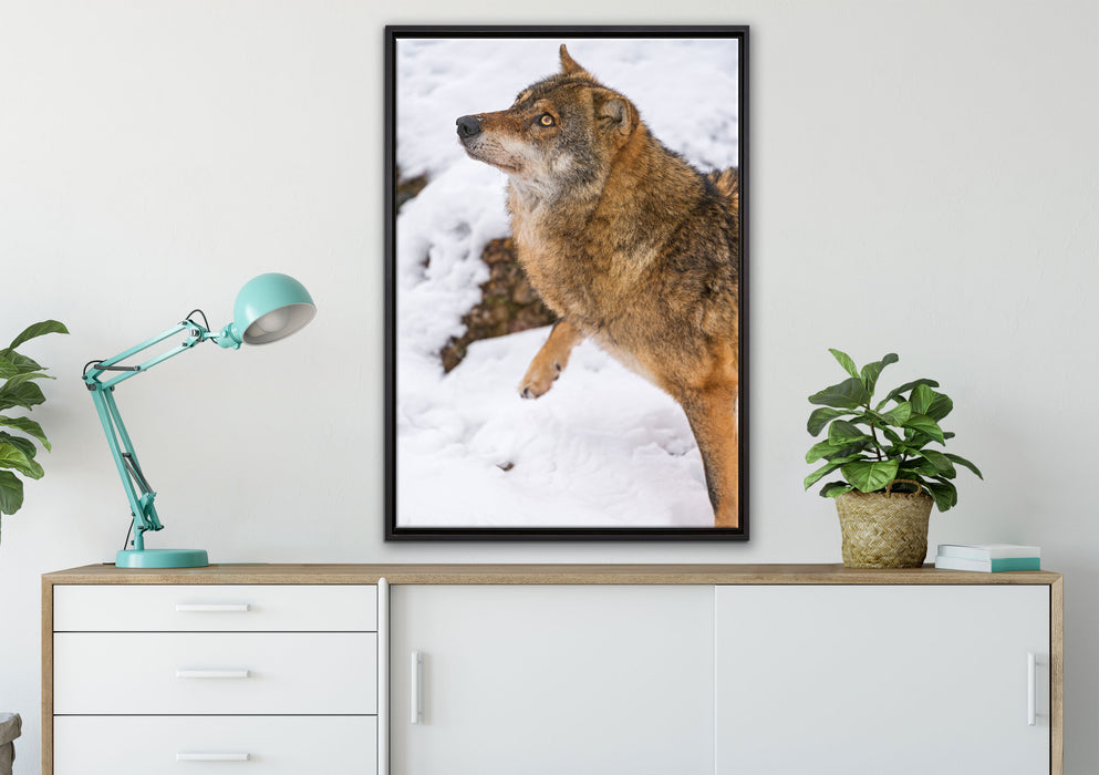 schöner Wolf im Schnee auf Leinwandbild gerahmt verschiedene Größen im Wohnzimmer