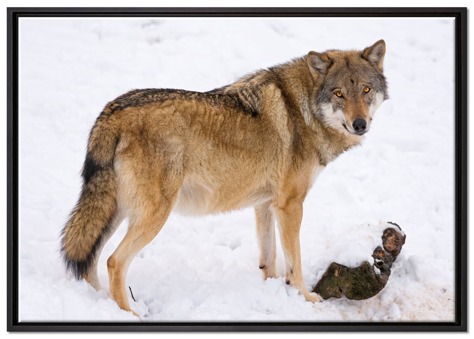 prächtiger Wolf im Schnee auf Leinwandbild gerahmt Größe 100x70