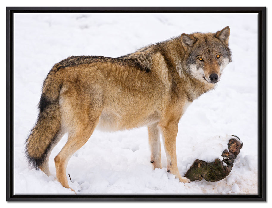 prächtiger Wolf im Schnee auf Leinwandbild gerahmt Größe 80x60