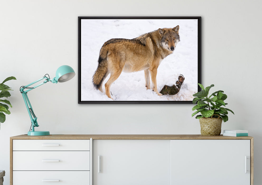 prächtiger Wolf im Schnee auf Leinwandbild gerahmt verschiedene Größen im Wohnzimmer