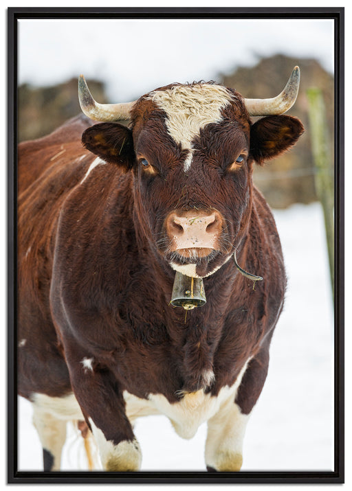 Kuhbullen in Schneelandschaft auf Leinwandbild gerahmt Größe 100x70