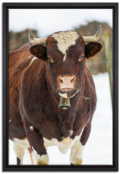 Kuhbullen in Schneelandschaft auf Leinwandbild gerahmt Größe 60x40