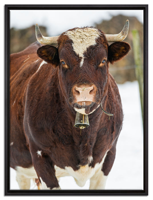 Kuhbullen in Schneelandschaft auf Leinwandbild gerahmt Größe 80x60