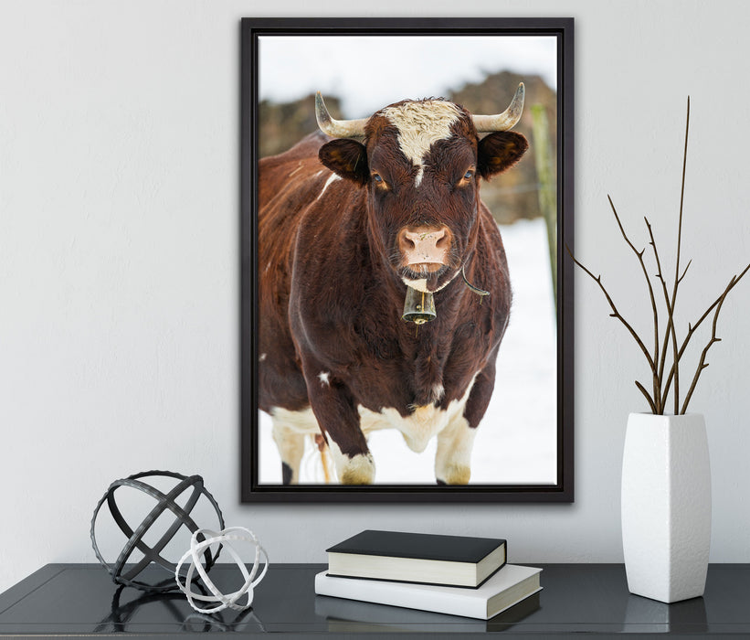 Kuhbullen in Schneelandschaft auf Leinwandbild gerahmt mit Kirschblüten