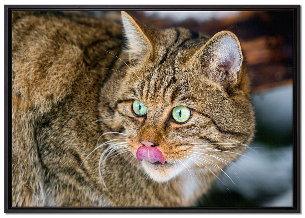 schöne Manul in Schneelandschaft auf Leinwandbild gerahmt Größe 100x70