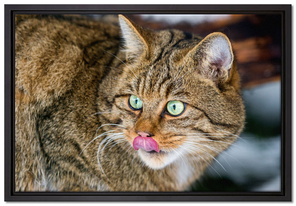 schöne Manul in Schneelandschaft auf Leinwandbild gerahmt Größe 60x40