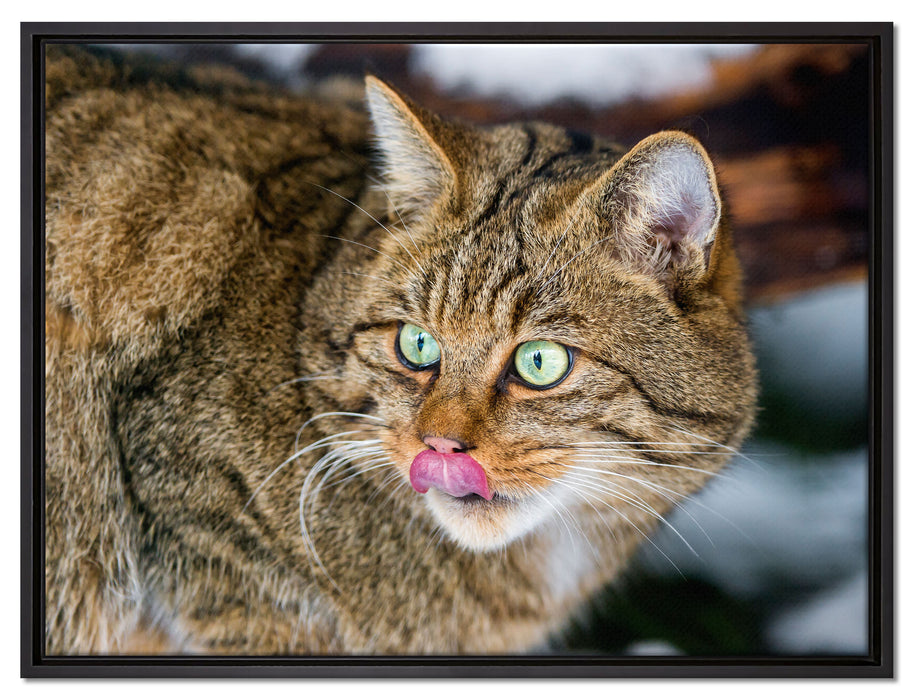 schöne Manul in Schneelandschaft auf Leinwandbild gerahmt Größe 80x60