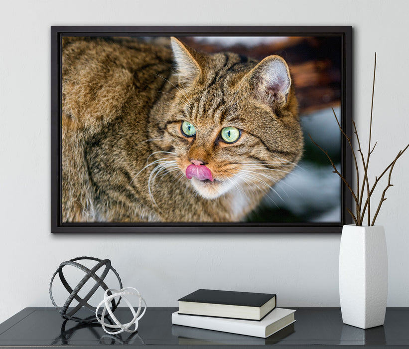 schöne Manul in Schneelandschaft auf Leinwandbild gerahmt mit Kirschblüten