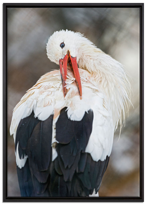 Storch putzt sich auf Leinwandbild gerahmt Größe 100x70