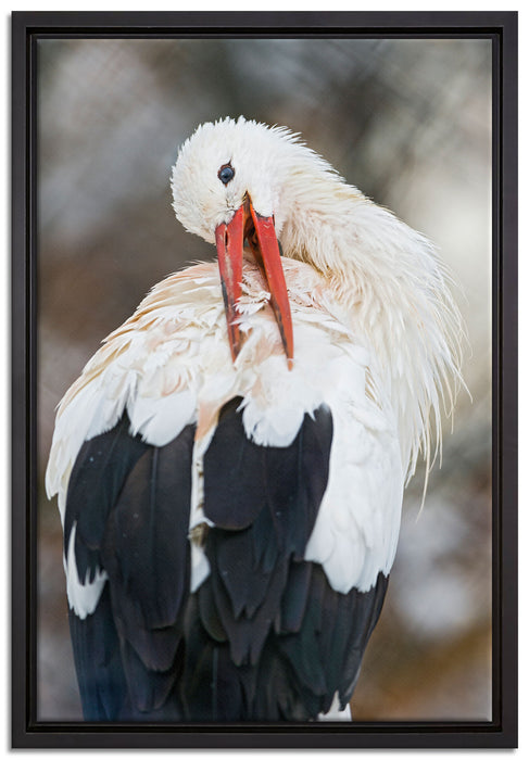 Storch putzt sich auf Leinwandbild gerahmt Größe 60x40