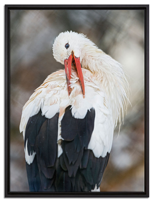 Storch putzt sich auf Leinwandbild gerahmt Größe 80x60