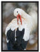 Storch putzt sich auf Leinwandbild gerahmt Größe 80x60