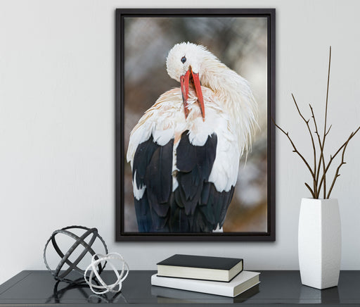 Storch putzt sich auf Leinwandbild gerahmt mit Kirschblüten