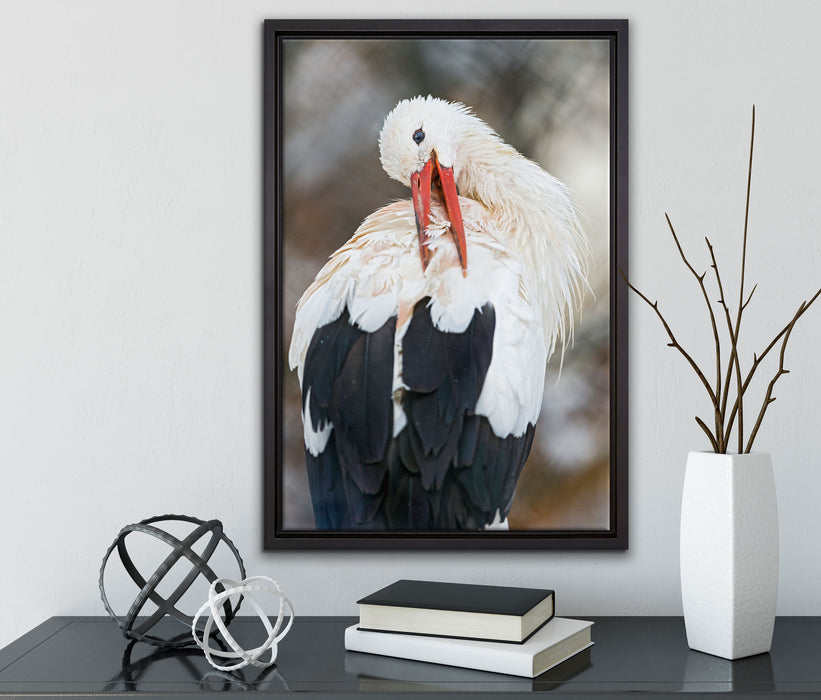 Storch putzt sich auf Leinwandbild gerahmt mit Kirschblüten