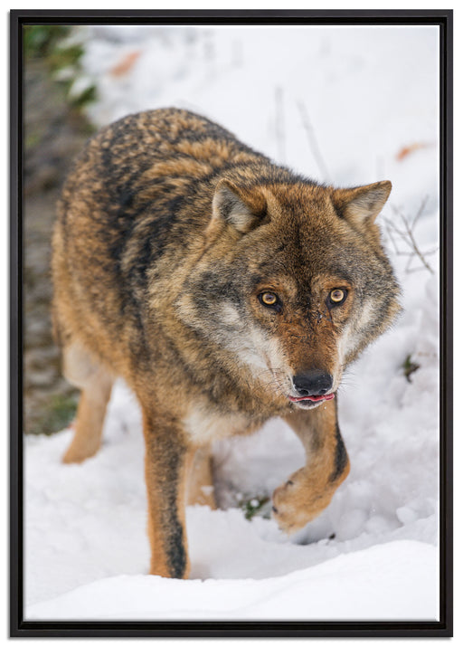 anpirschender Wolf auf Leinwandbild gerahmt Größe 100x70