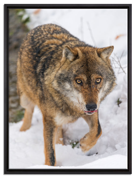 anpirschender Wolf auf Leinwandbild gerahmt Größe 80x60