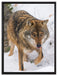 anpirschender Wolf auf Leinwandbild gerahmt Größe 80x60