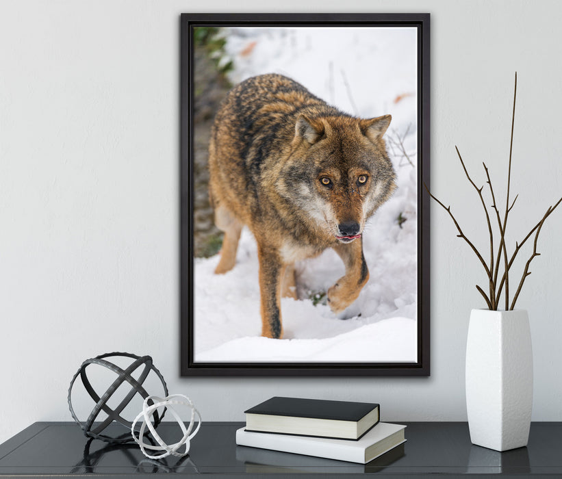 anpirschender Wolf auf Leinwandbild gerahmt mit Kirschblüten
