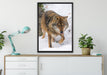 anpirschender Wolf auf Leinwandbild gerahmt verschiedene Größen im Wohnzimmer