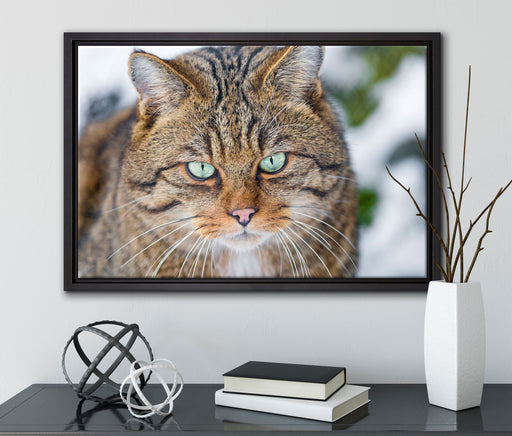 lauernde Manul auf Leinwandbild gerahmt mit Kirschblüten