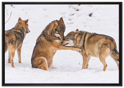 spielendes Wolfsrudel auf Leinwandbild gerahmt Größe 100x70