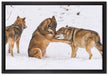 spielendes Wolfsrudel auf Leinwandbild gerahmt Größe 60x40