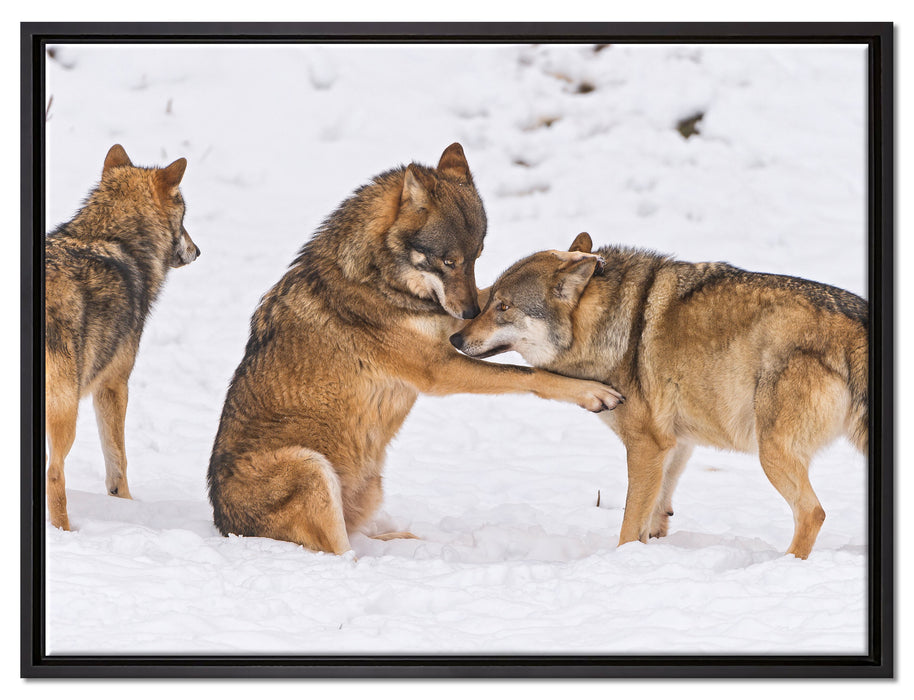 spielendes Wolfsrudel auf Leinwandbild gerahmt Größe 80x60