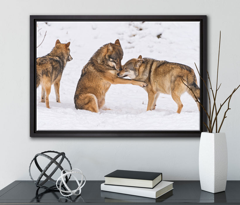 spielendes Wolfsrudel auf Leinwandbild gerahmt mit Kirschblüten