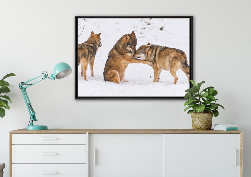 spielendes Wolfsrudel auf Leinwandbild gerahmt verschiedene Größen im Wohnzimmer