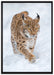 Luchs im Schnee auf Leinwandbild gerahmt Größe 100x70