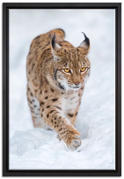 Luchs im Schnee auf Leinwandbild gerahmt Größe 60x40